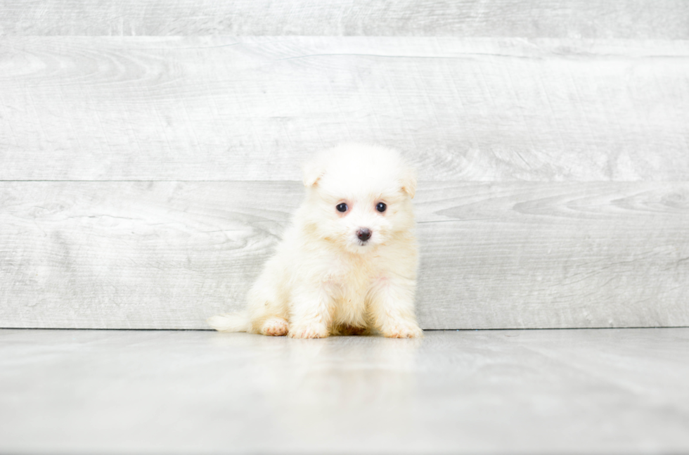 Maltipom Puppy for Adoption