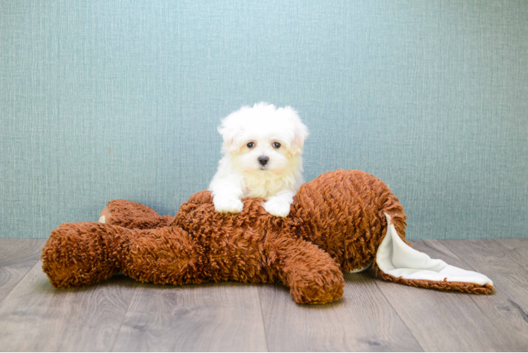 Maltese Puppy for Adoption