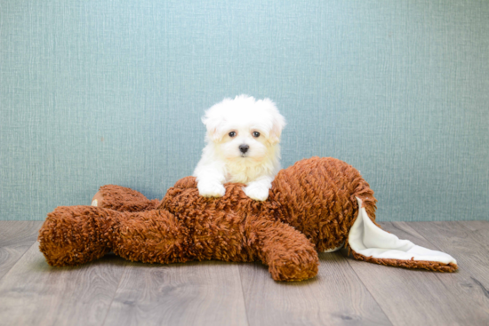 Maltese Puppy for Adoption