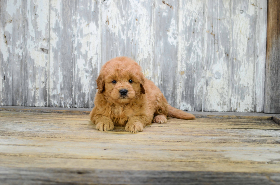 Best Mini Goldendoodle Baby