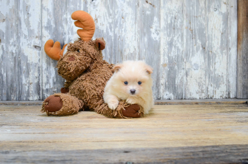 Happy Pomeranian Purebred Puppy