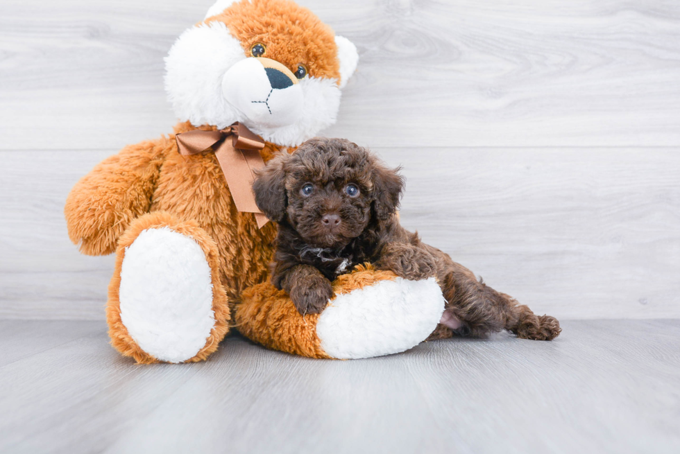 Poodle Puppy for Adoption