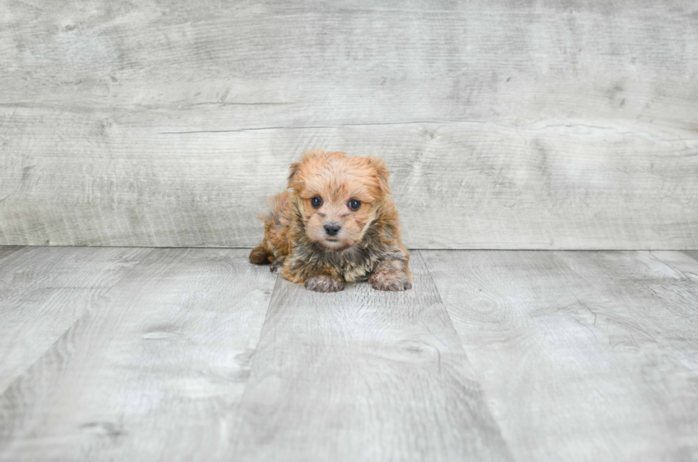Morkie Pup Being Cute