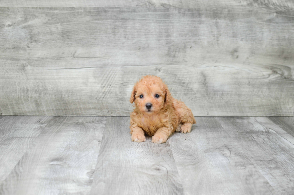 Fluffy Pudle Purebred Puppy