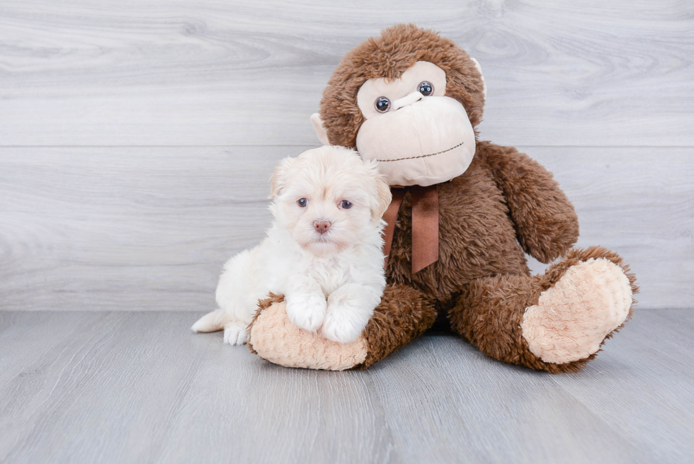 Popular Havanese Baby