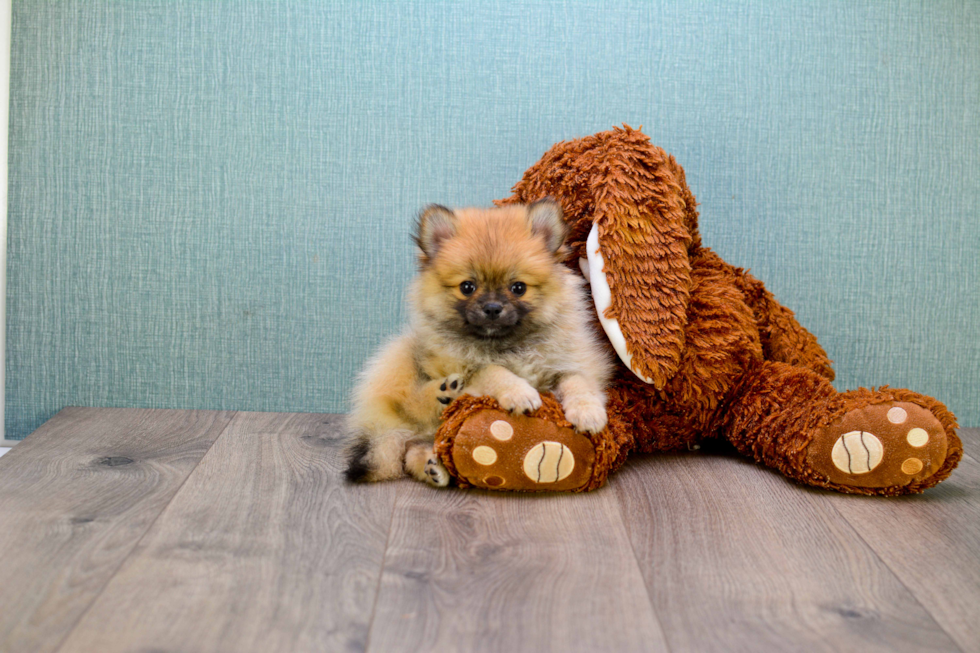 Small Pomeranian Purebred Pup