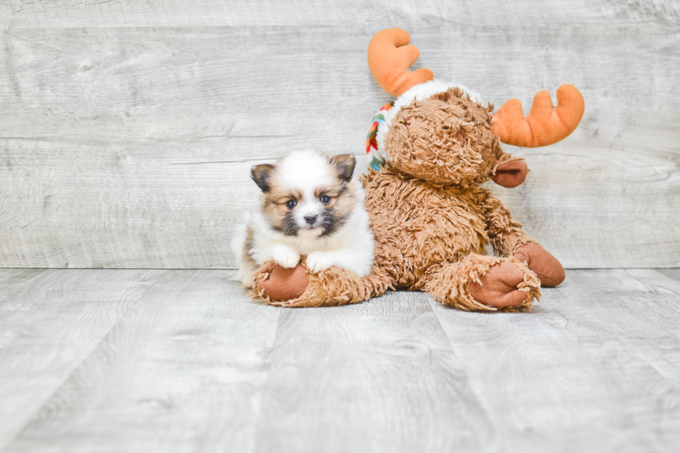 Happy Pomeranian Purebred Puppy