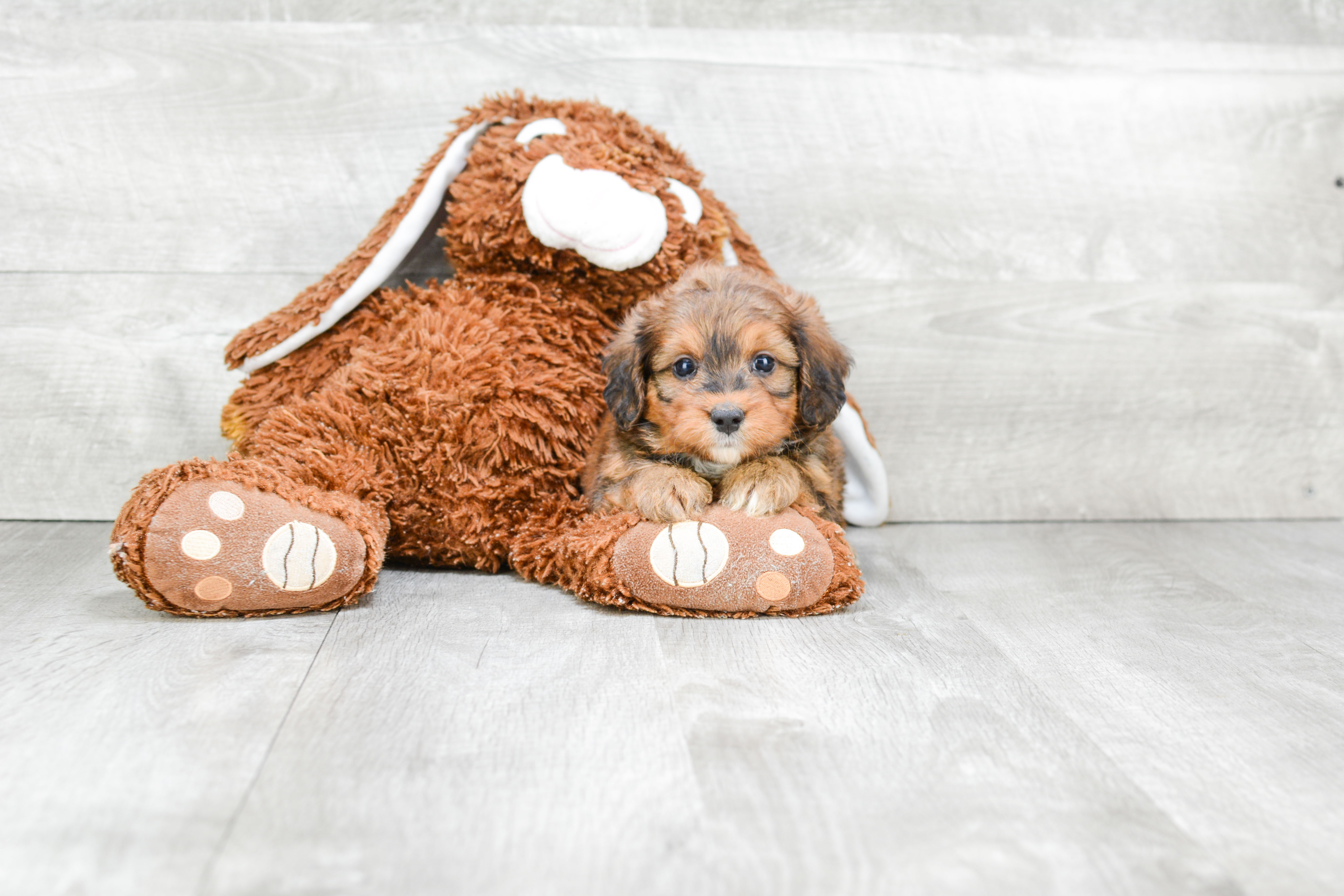 Playful Bernadoodle Poodle Mix Puppy
