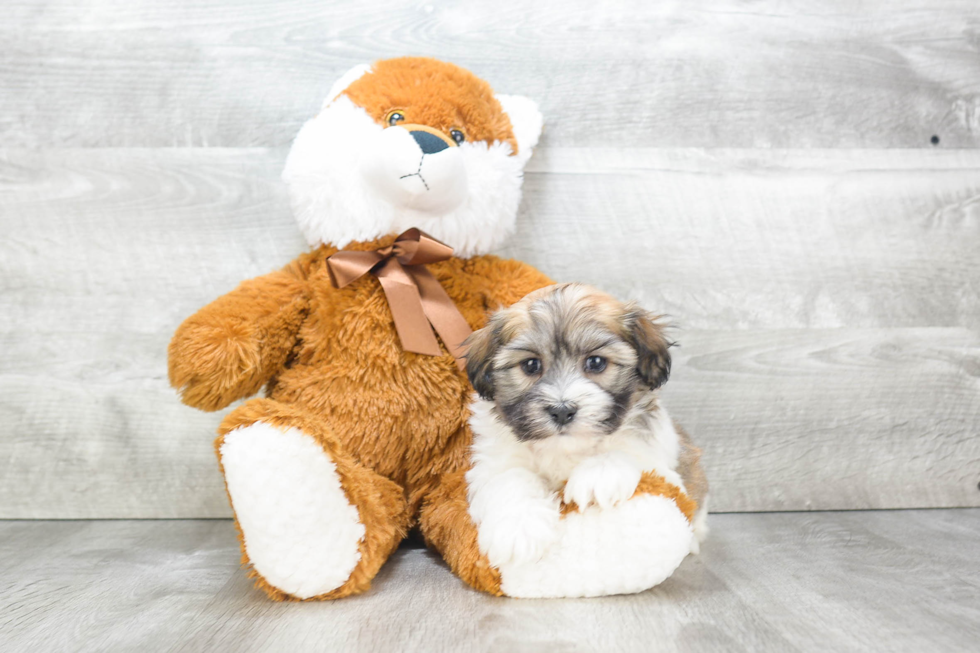 Havanese Puppy for Adoption