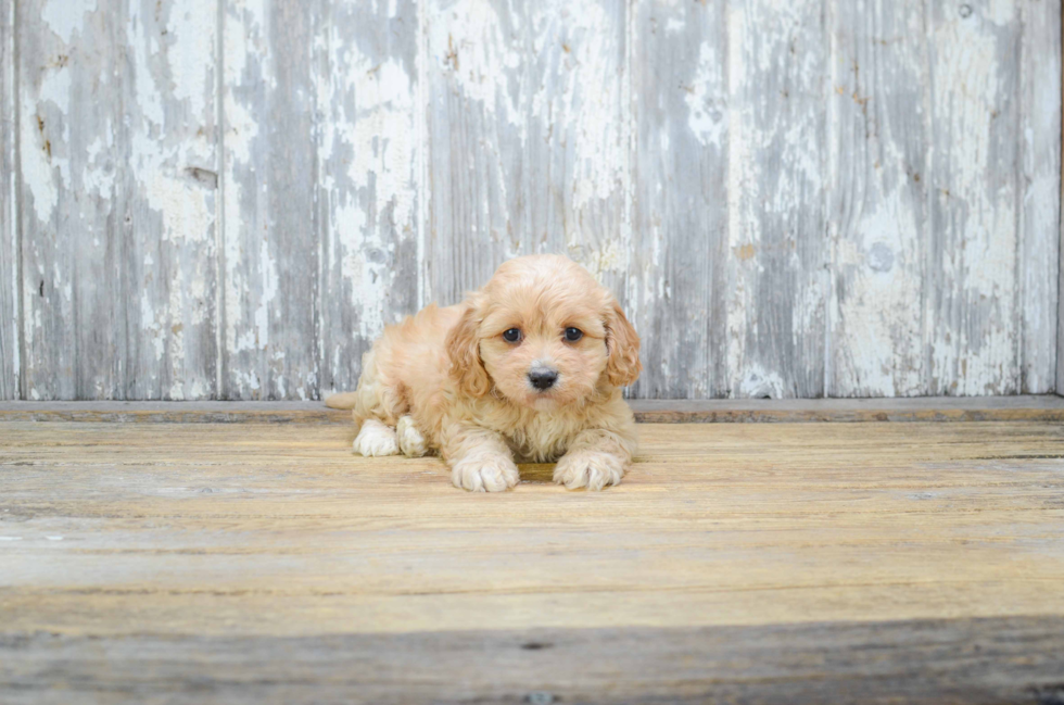 Smart Cavachon Designer Pup