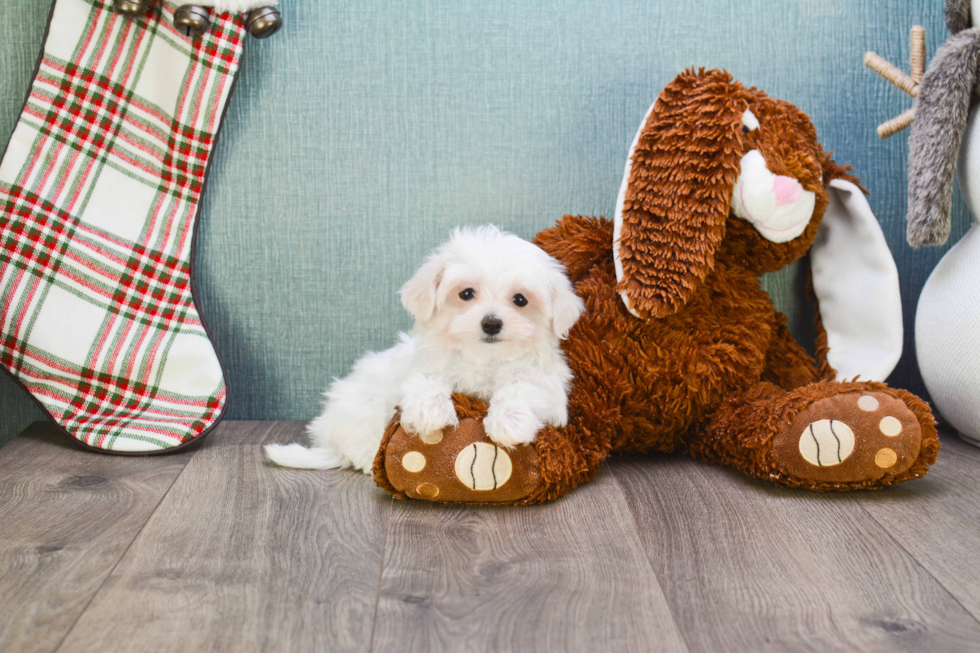 Energetic Maltese Poodle Poodle Mix Puppy