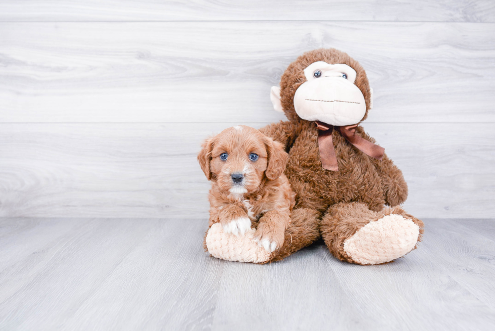 Friendly Cavapoo Baby