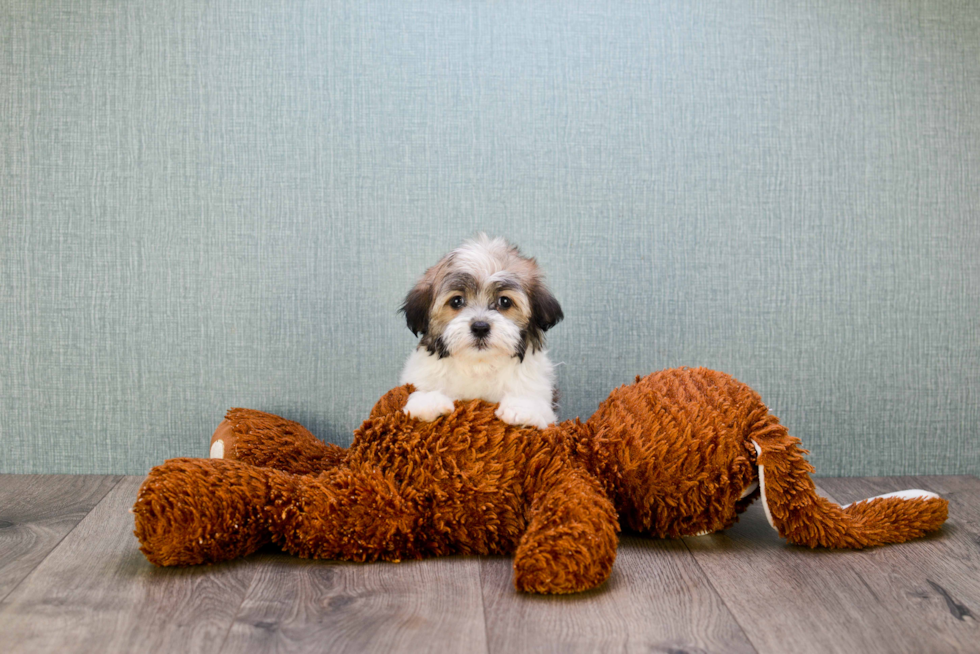 Petite Havanese Purebred Puppy