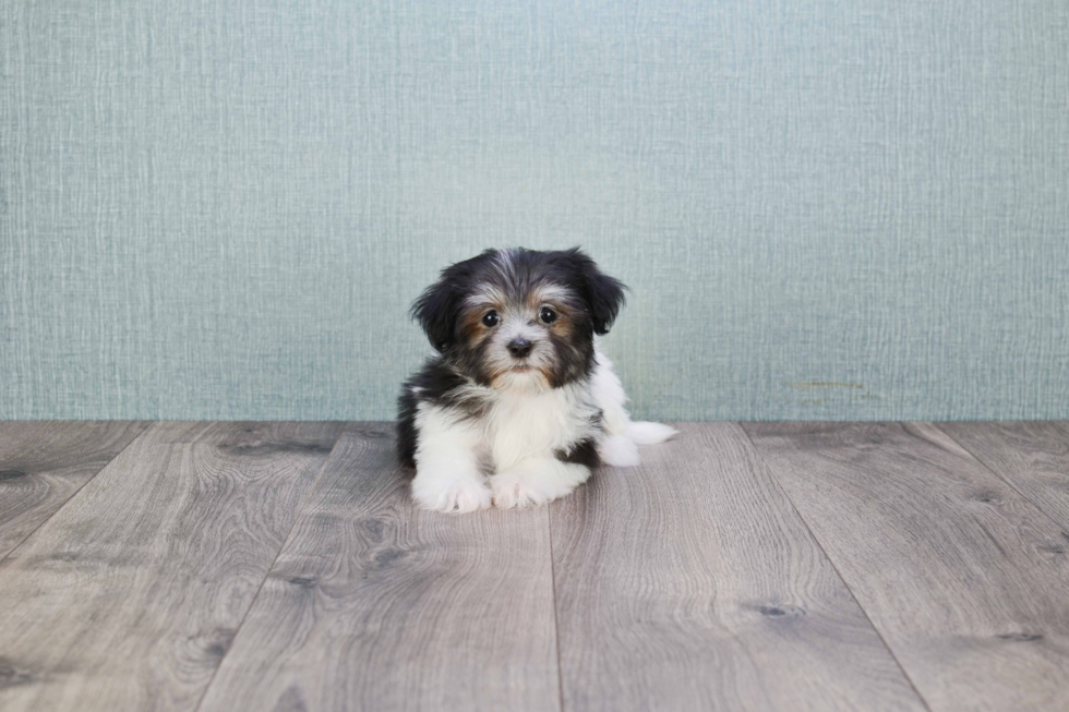 Smart Havanese Purebred Puppy