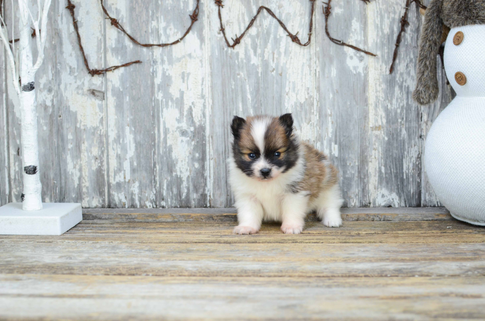 Playful Pomeranian Baby