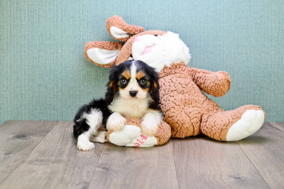 Cavalier King Charles Spaniel Puppy for Adoption