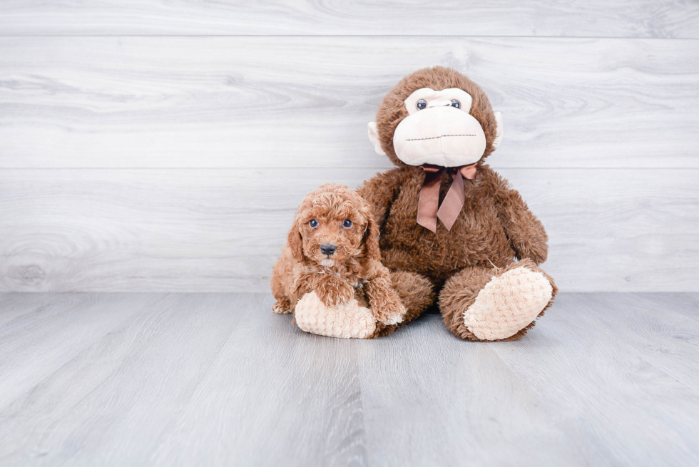 Adorable Cockerpoo Poodle Mix Puppy