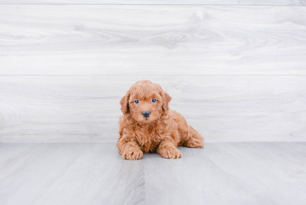 Hypoallergenic Golden Retriever Poodle Mix Puppy