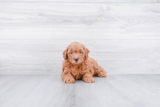 Hypoallergenic Golden Retriever Poodle Mix Puppy