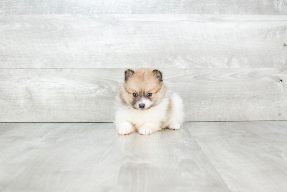 Pomeranian Pup Being Cute