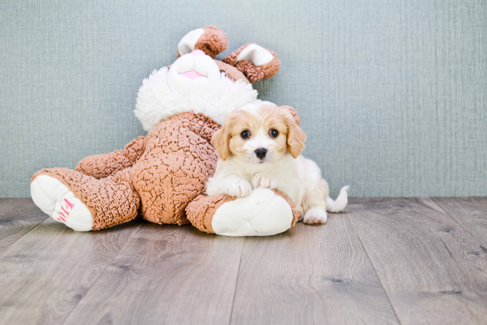 Cavachon Puppy for Adoption