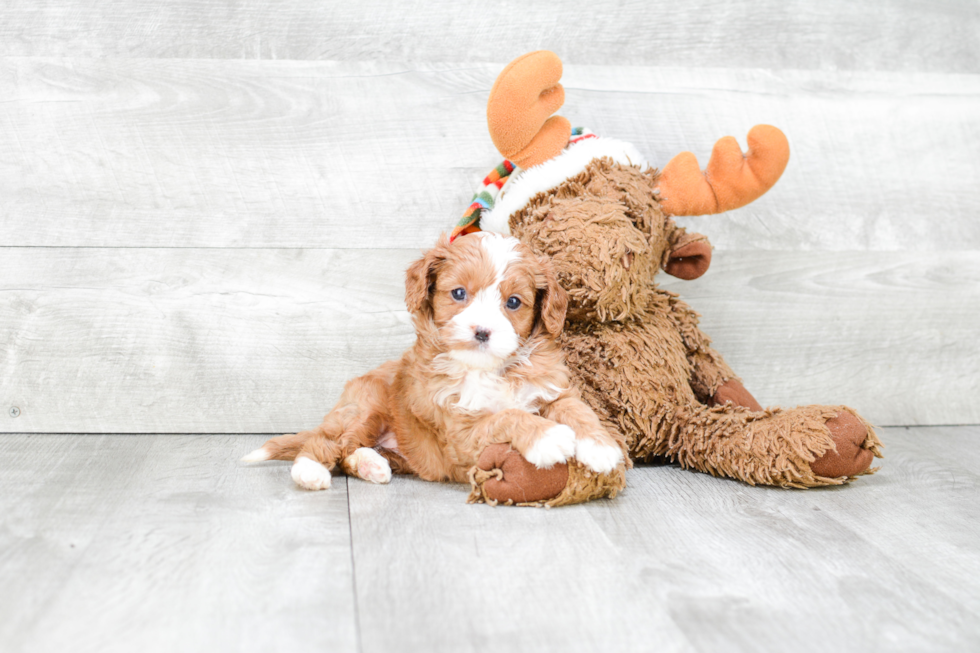 Friendly Cavapoo Baby