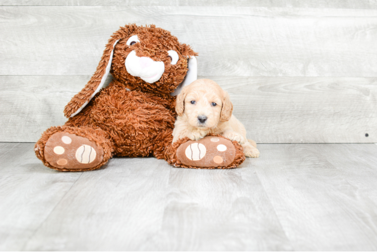 Mini Goldendoodle Puppy for Adoption