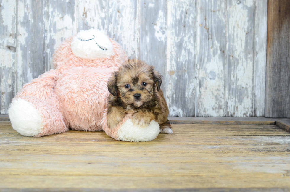 Shorkie Puppy for Adoption