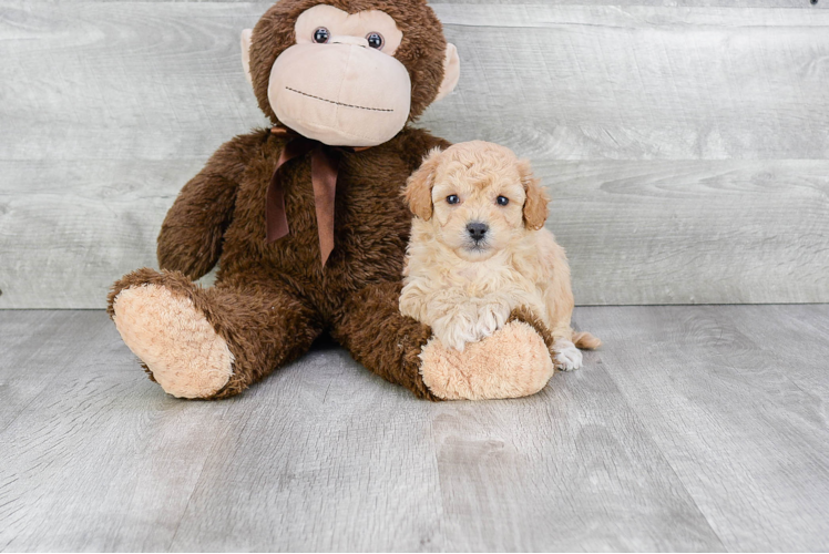 Fluffy Maltipoo Poodle Mix Pup