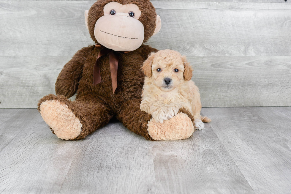 Fluffy Maltipoo Poodle Mix Pup