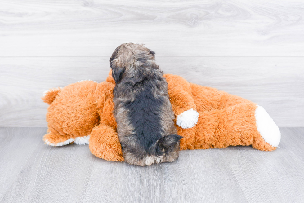 Teddy Bear Pup Being Cute