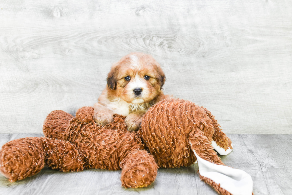 Friendly Mini Bernedoodle Baby