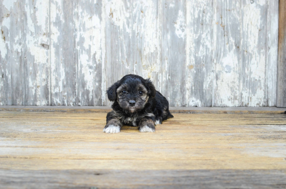 Morkie Pup Being Cute