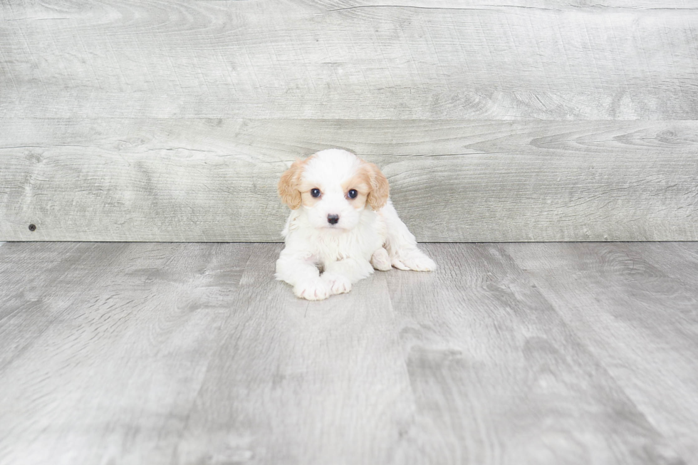 Best Cavachon Baby