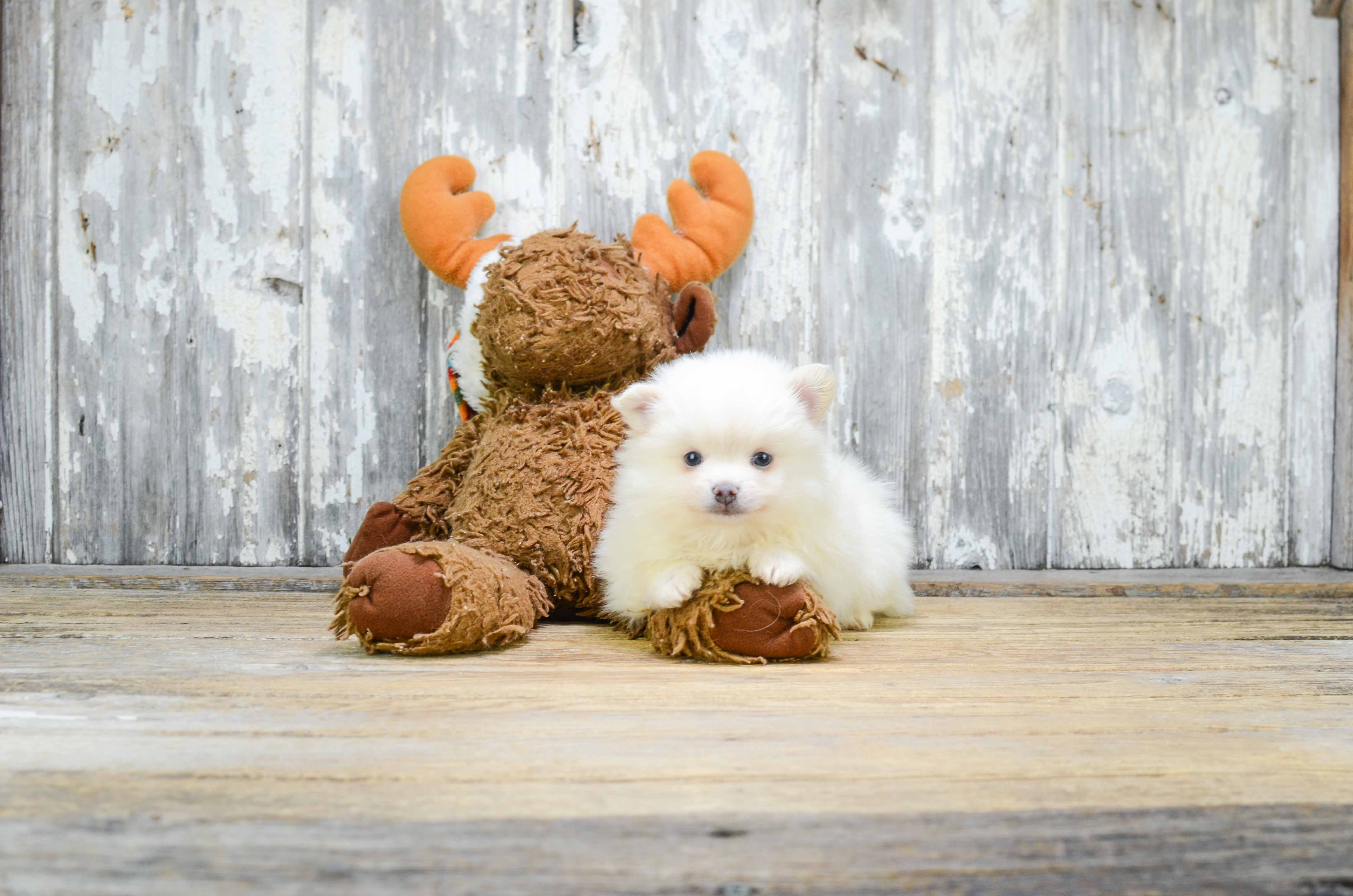 Pomeranian Pup Being Cute