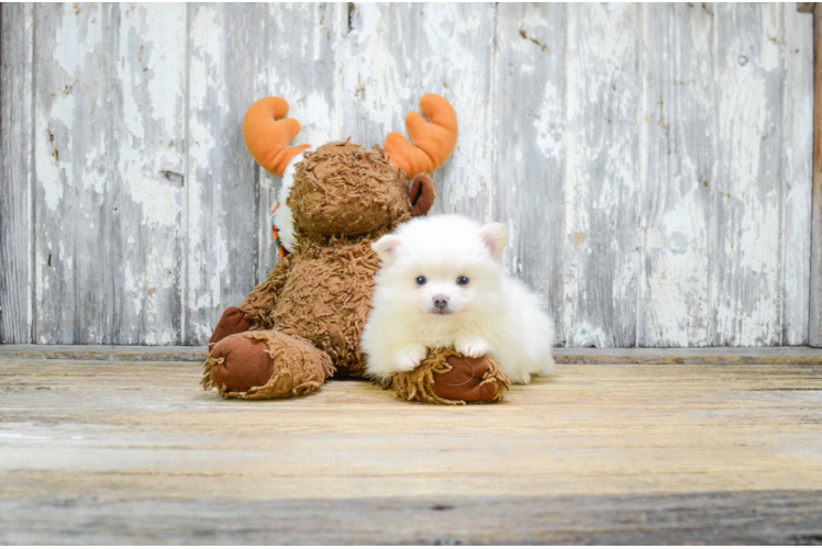 Pomeranian Pup Being Cute