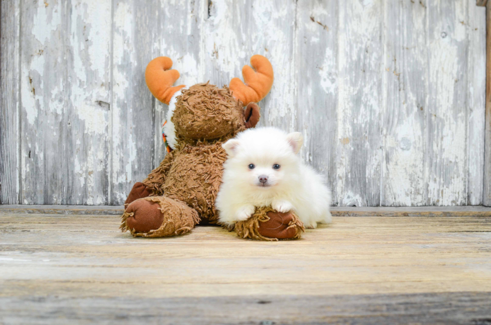 Pomeranian Pup Being Cute