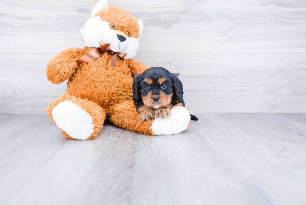 Cavalier King Charles Spaniel Pup Being Cute