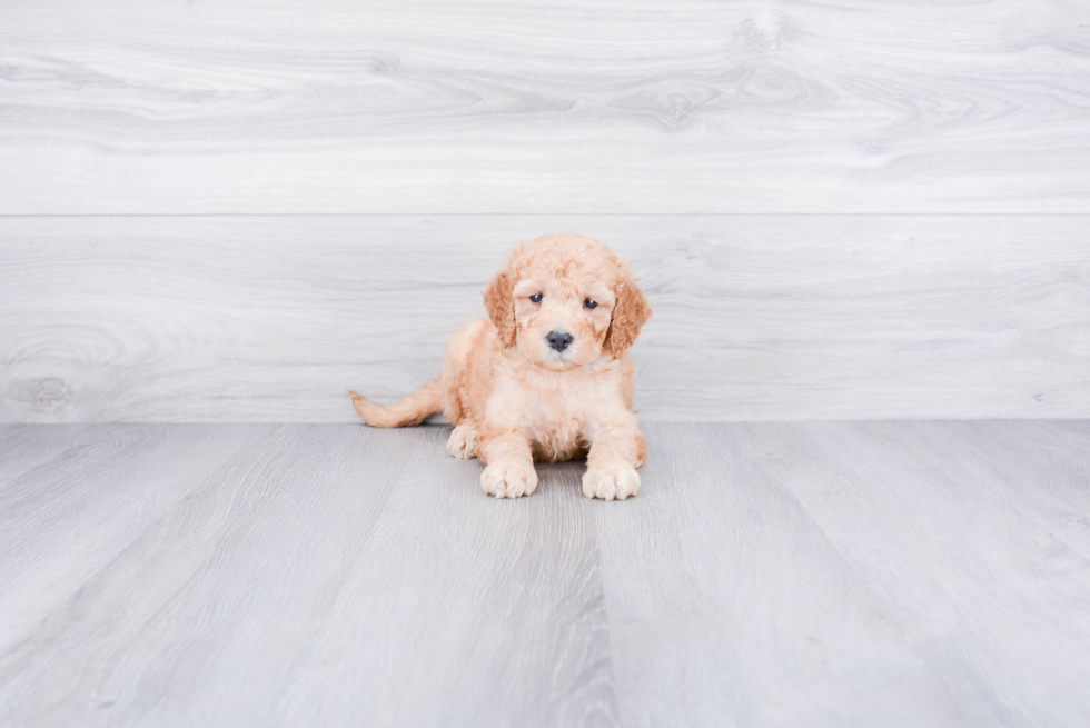 Happy Mini Goldendoodle Baby