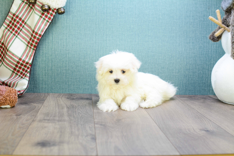 Hypoallergenic Maltese Baby