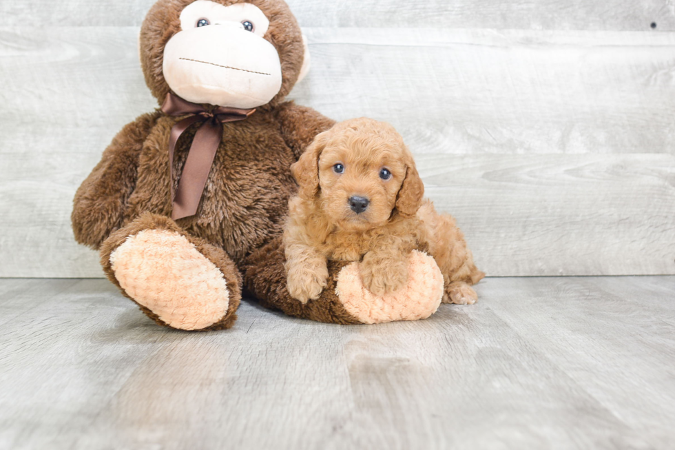 Happy Mini Goldendoodle Baby