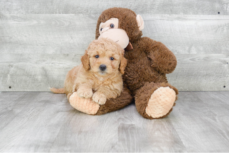 Adorable Golden Retriever Poodle Mix Puppy