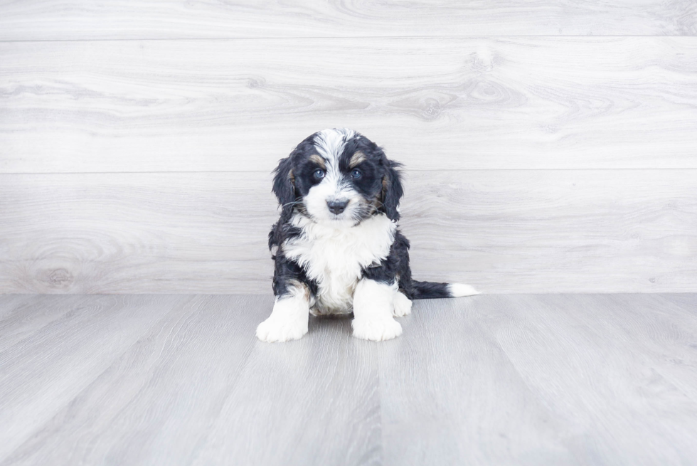 Best Mini Bernedoodle Baby