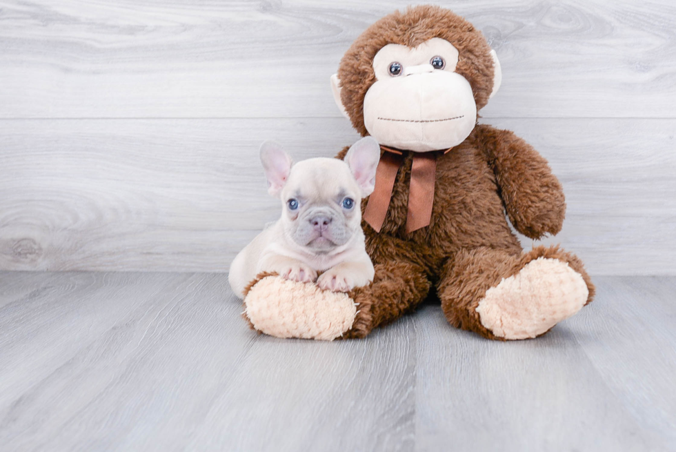 French Bulldog Pup Being Cute