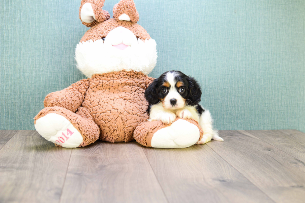 Meet Kate - our Cavachon Puppy Photo 