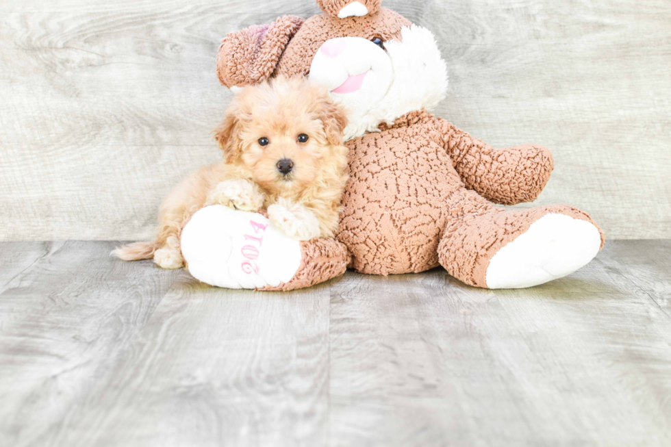 Maltipoo Puppy for Adoption