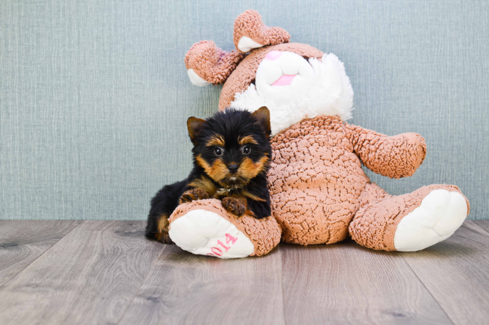 Meet Heidi - our Yorkshire Terrier Puppy Photo 