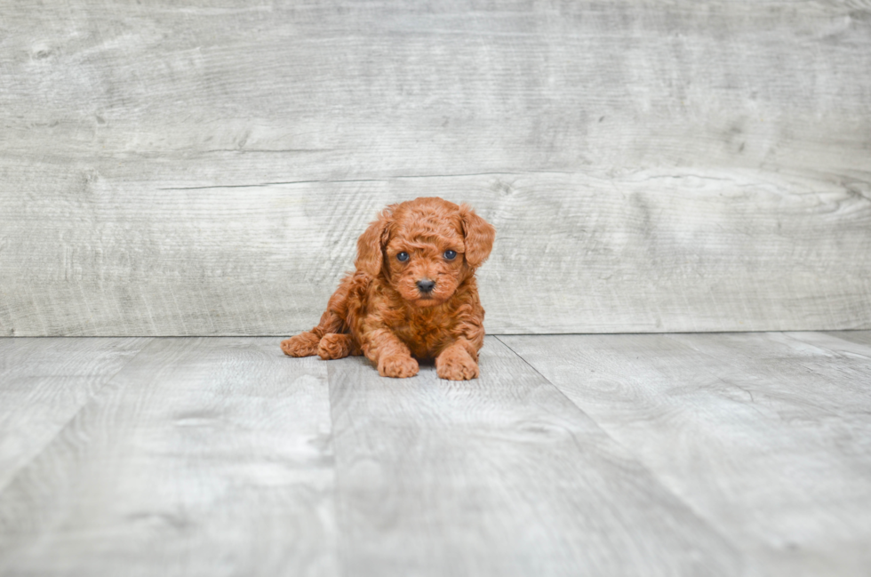 Poodle Puppy for Adoption