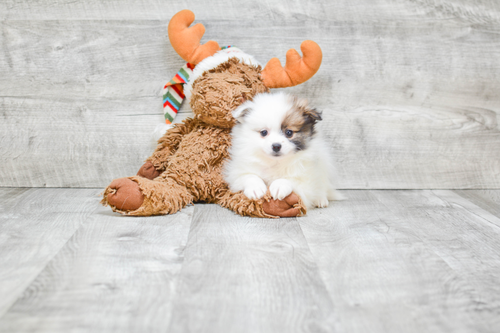 Friendly Pomeranian Baby