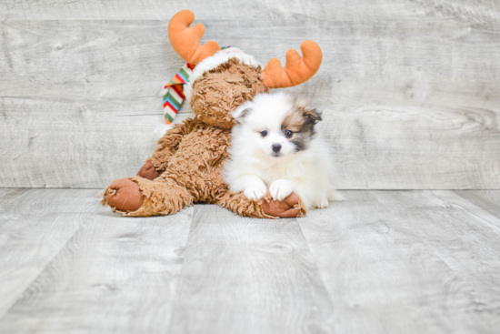 Friendly Pomeranian Baby